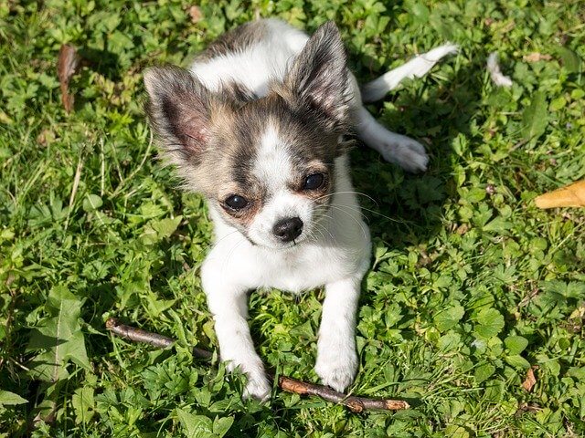 Tier Chihuahua Dog Puppy Baby Play - Didgeman / Pixabay